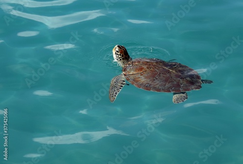 Sea turtle swimming below the water surface in turquoise water 