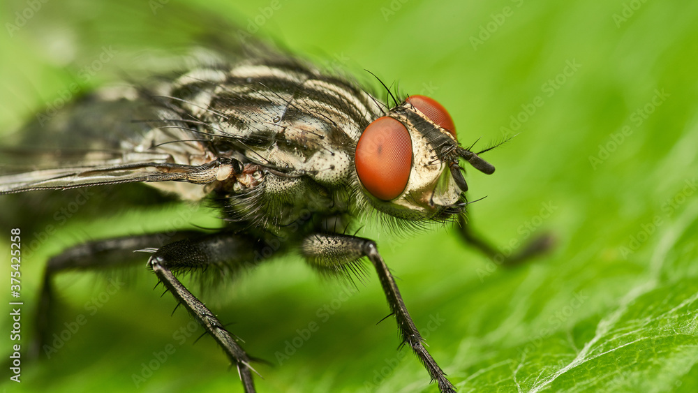 detailed close-up high resolution macro of a common flesh fly sitting on a green leaf detailed close-up high resolution macro of a common flesh fly sitting on a green leaf