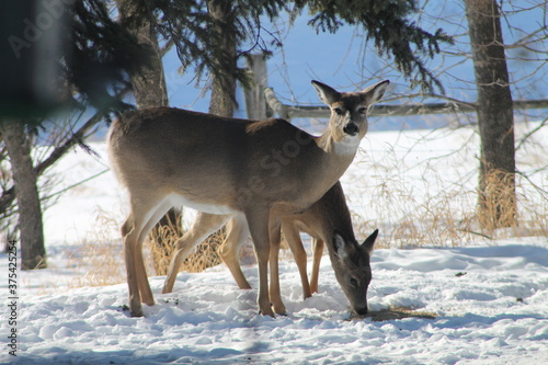 deer in snow