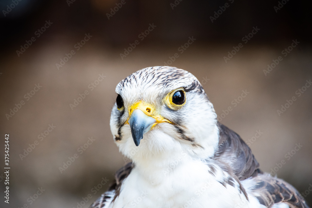 Beak and head of a Gerfalcon Beak and head of a Gerfalcon