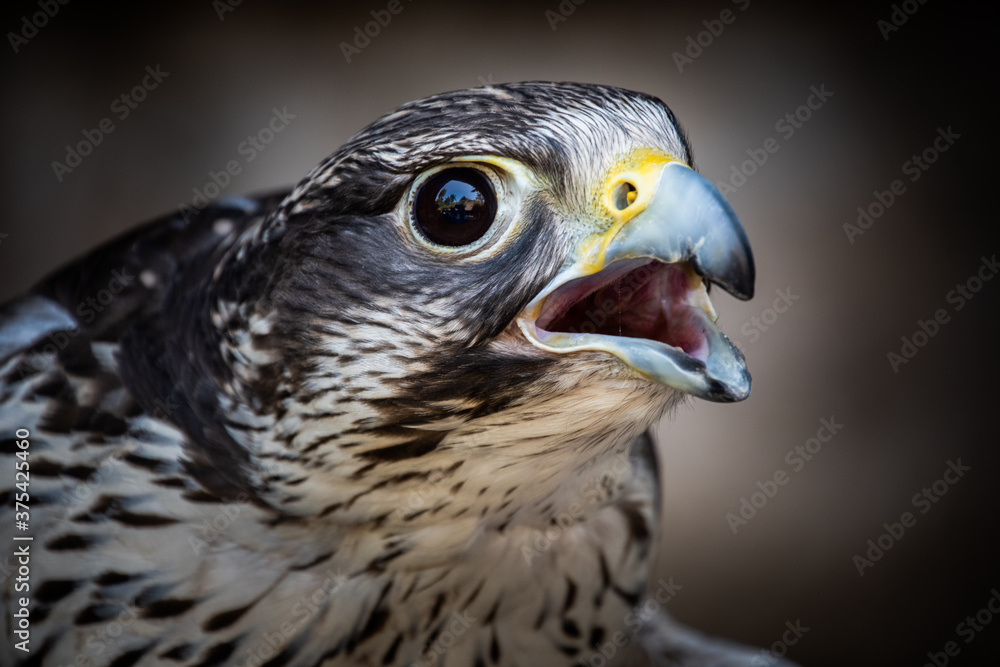 Close-up of the head of a Saker Falcon Close-up of the head of a Saker Falcon