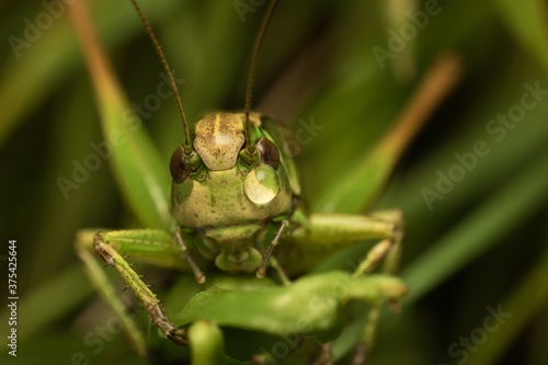 green-brown grasshopper in the grass