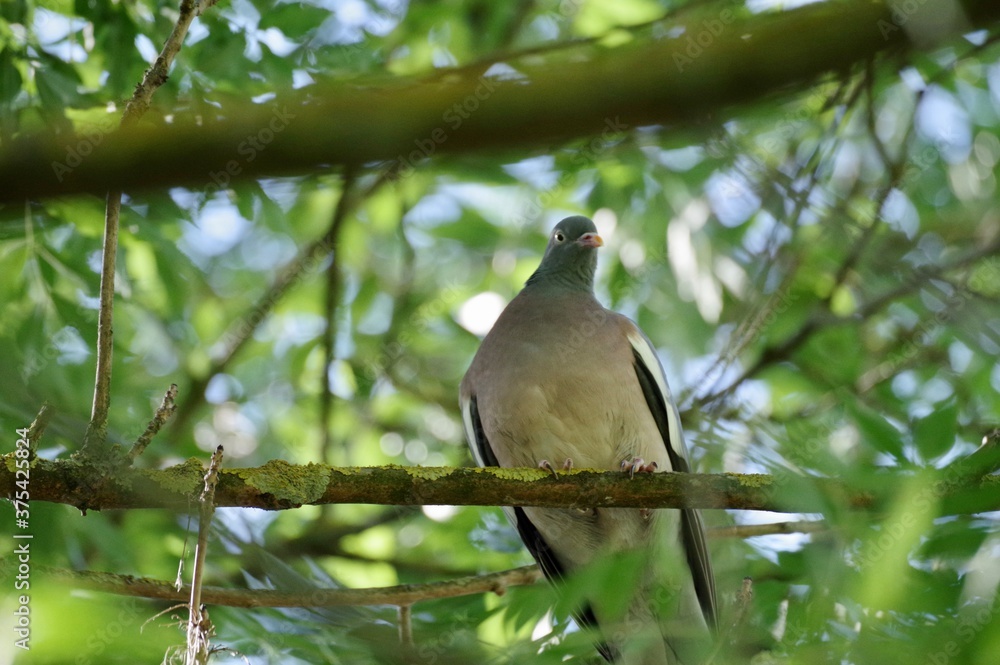 Wildtaube Wildtaube