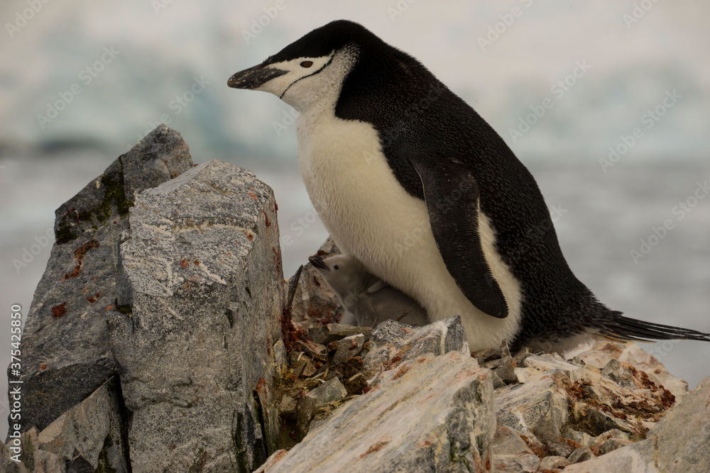 Naklejka premium penguin and baby