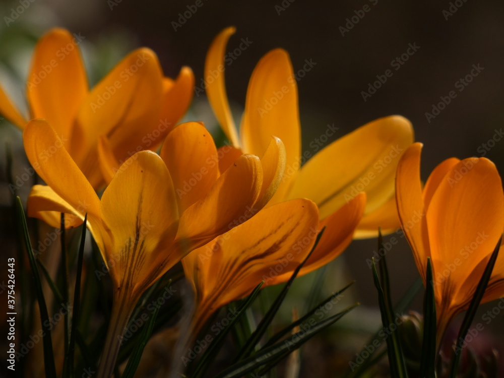 Fototapeta premium Saffron crocus (Crocus sativus) - yellow spring flowers on the green grass, Poland