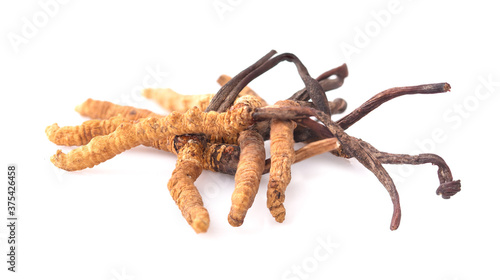 Cordyceps isolated on white background