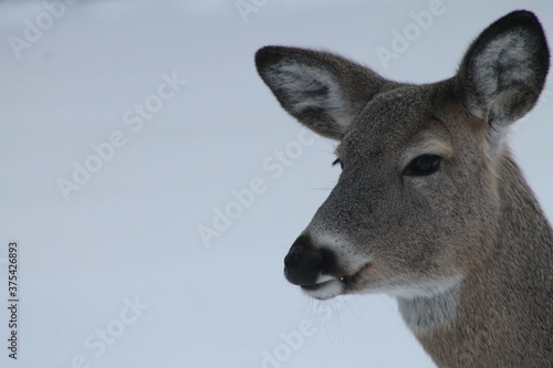 white tail deer