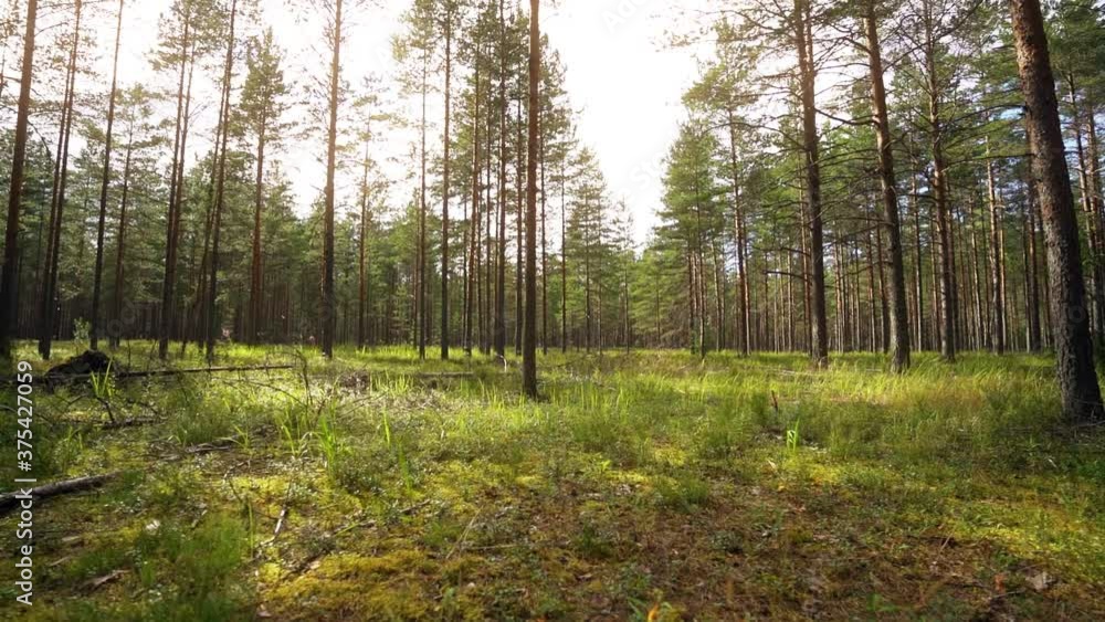 POV. Walking through forest, steady cam shot. Slow motion footgae. Beautiful forest with even pine trees. POV. Walking through forest, steady cam shot. Slow motion footgae. Beautiful forest with even pine trees.