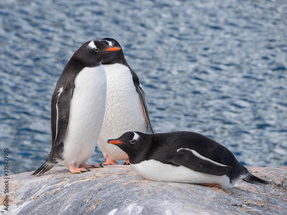 Fototapeta premium penguin on the rocks