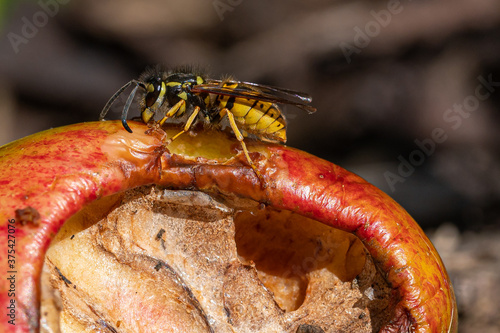 Yellow jacket wasp eating sweet apple that has fallen from the tree and is decaying