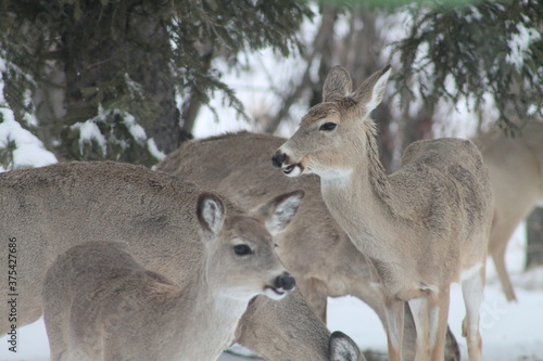 white tail deer