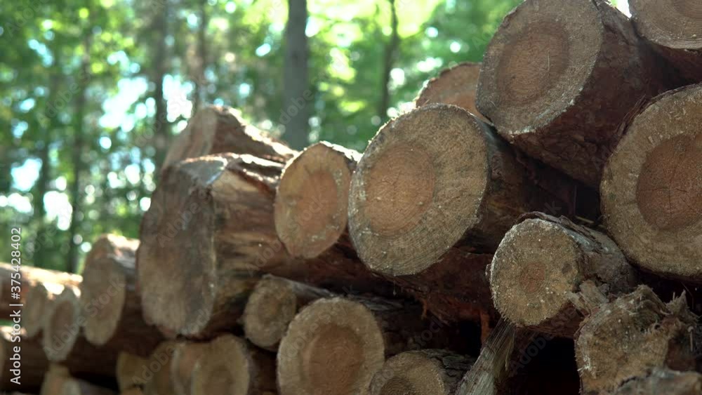 pile of felled tree in the forest by the roadside, insects fly in the sun, static footage pile of felled tree in the forest by the roadside, insects fly in the sun, static footage
