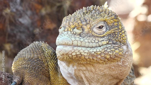 Land Iguana Face Closeup with Sharp Features and Yellow Skin in the Galapagos Islands photo