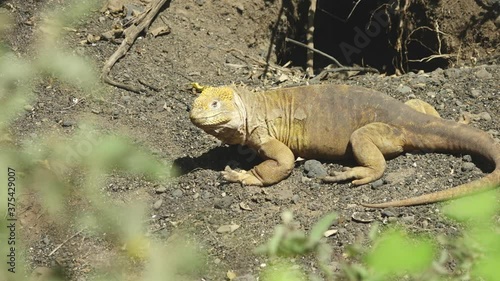 Land Iguana Outside Den Behind Green Vegetation in the Galapagos Islands photo