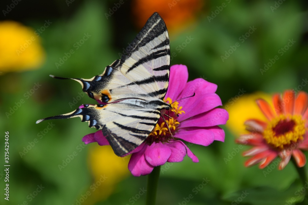 Farfalla Iphiclides podalirius su fiori di zinnia Farfalla Iphiclides podalirius su fiori di zinnia