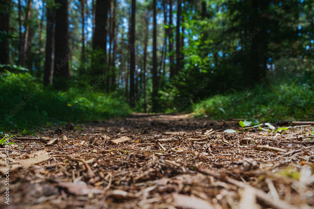 Selective focus on forest floor with blurred sunny path through evergreen forest, Mieminger Plateau, Tirol, Austria Selective focus on forest floor with blurred sunny path through evergreen forest, Mieminger Plateau, Tirol, Austria