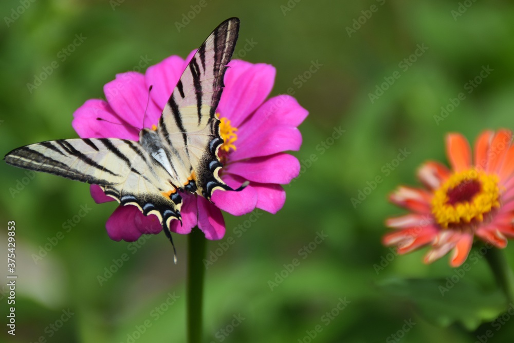 Farfalla Iphiclides podalirius su fiori di zinnia Farfalla Iphiclides podalirius su fiori di zinnia
