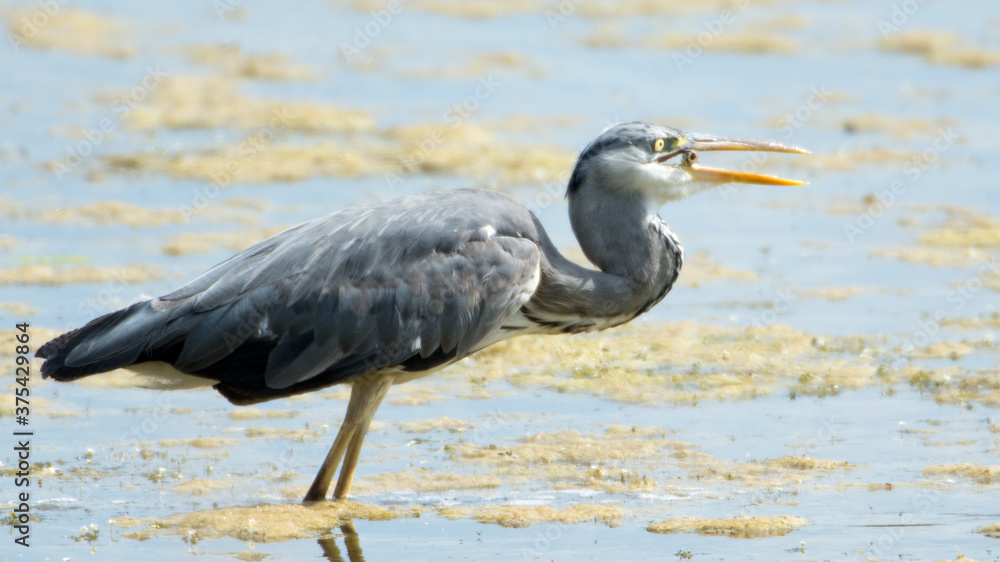 Reiher Reiher