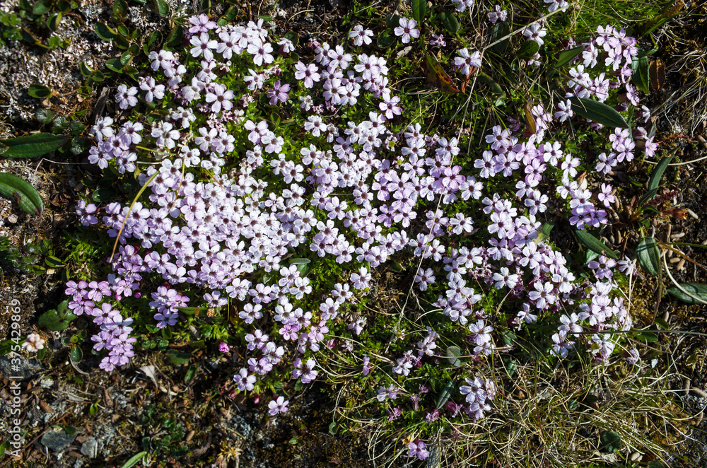 Tiny tundra flowers Moss Campion (Silene acaulis) in Swedish Lapland. Close-up with soft focus. Arctic nature of Scandinavia Tiny tundra flowers Moss Campion (Silene acaulis) in Swedish Lapland. Close-up with soft focus. Arctic nature of Scandinavia