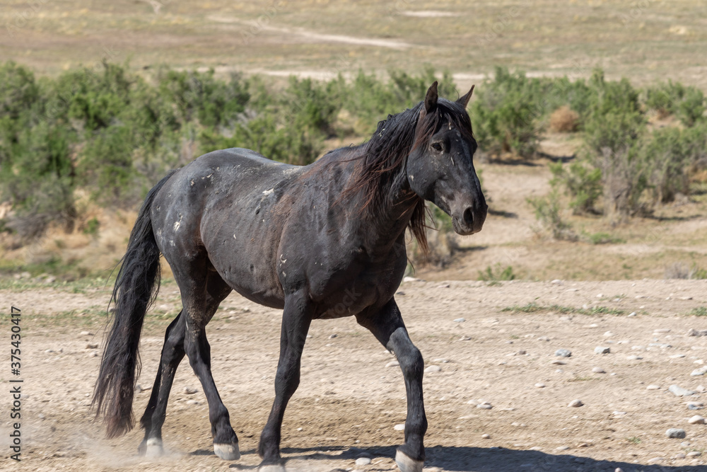 Wild Horse in Spring in the Utah Desert Wild Horse in Spring in the Utah Desert