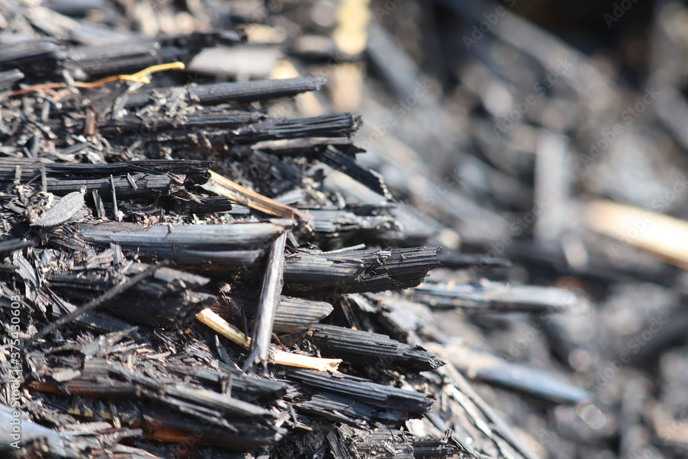 Obraz premium closeup of rice stalk charcoal