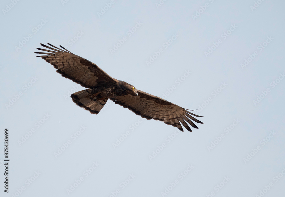 Oriental Honey buzzard in flight, Tadoba Andhari Tiger Reserve, India Oriental Honey buzzard in flight, Tadoba Andhari Tiger Reserve, India