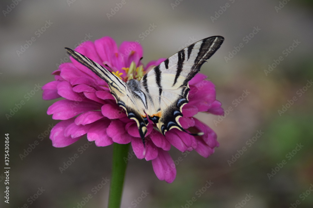 Farfalla Iphiclides podalirius su fiori di zinnia Farfalla Iphiclides podalirius su fiori di zinnia