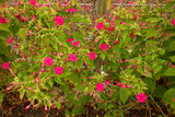 線路沿いに咲いたピンクのオシロイバナ