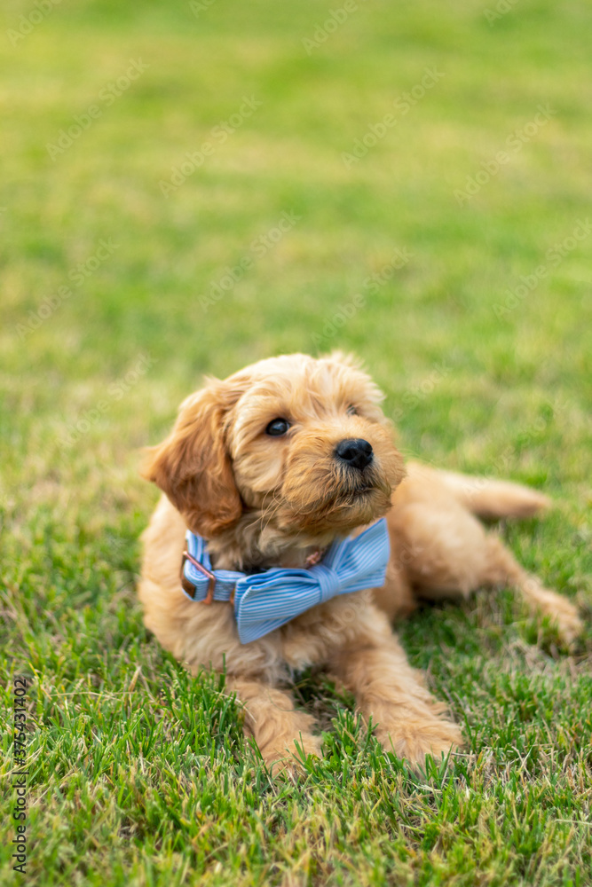 Goldendoodle Puppy 19