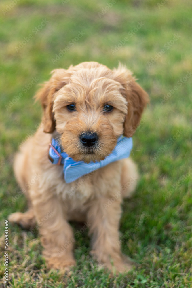 Goldendoodle Puppy 13