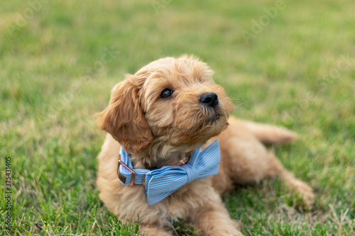 Goldendoodle Puppy 18