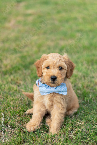 Goldendoodle Puppy 16