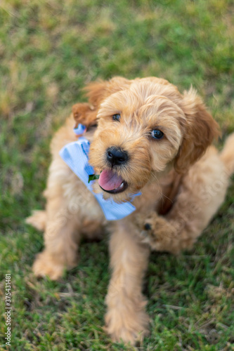 Goldendoodle Puppy 14