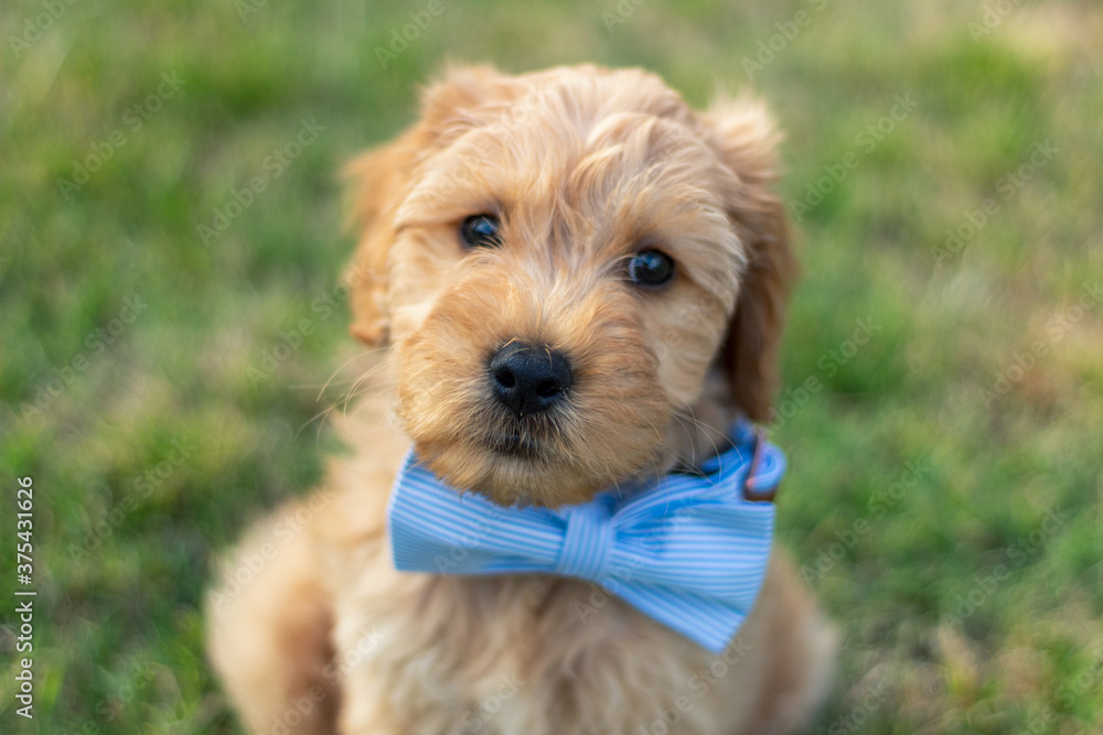 Goldendoodle Puppy 6 Goldendoodle Puppy 6