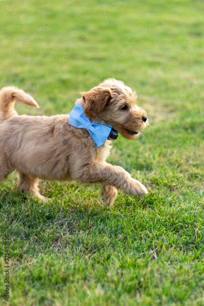 Goldendoodle Puppy4