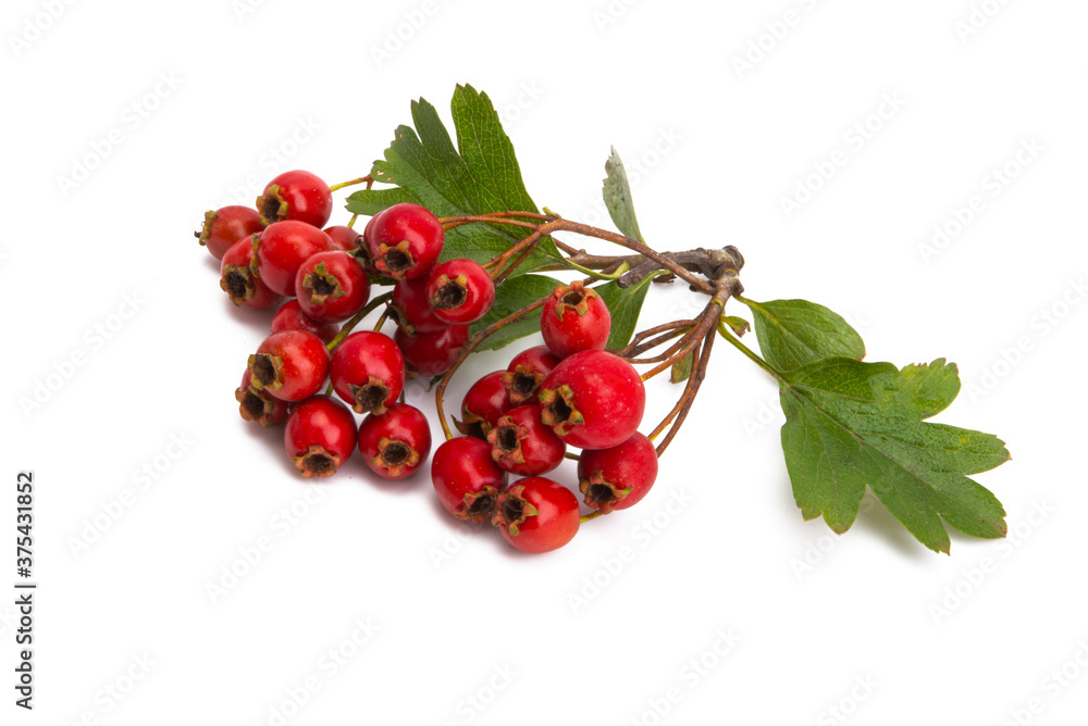 hawthorn branch isolated hawthorn branch isolated