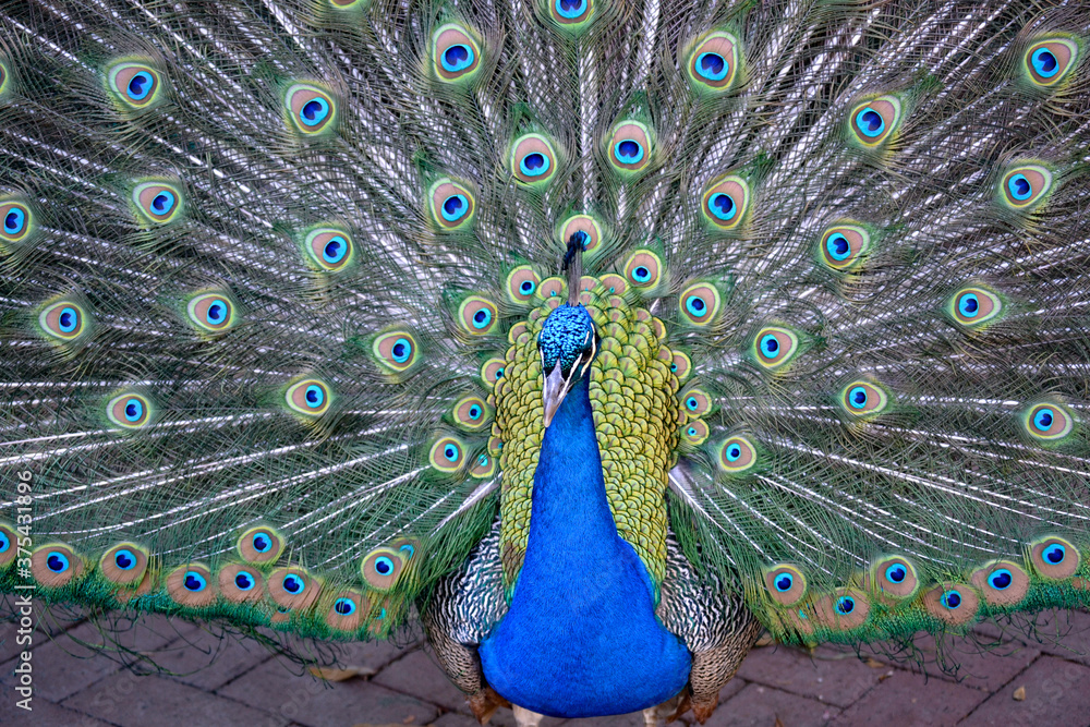 Obraz premium Peacock display