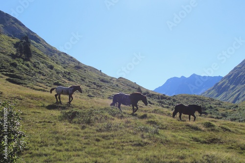 horses in the mountains