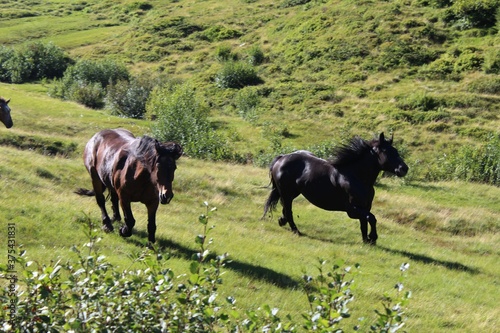 horses in the field