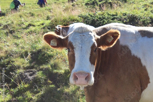 cow in the mountain