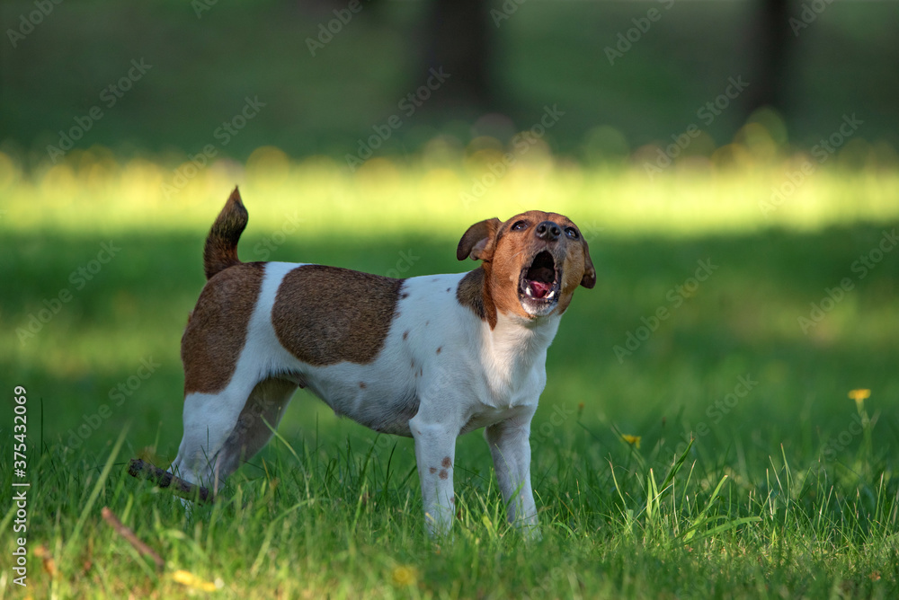 Angry Jack Russell Terrier barks in the park. Angry Jack Russell Terrier barks in the park.