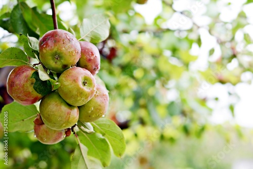 Ripe fresh apples on a branch with foliage. Apple harvest in the garden. Harvesting photo