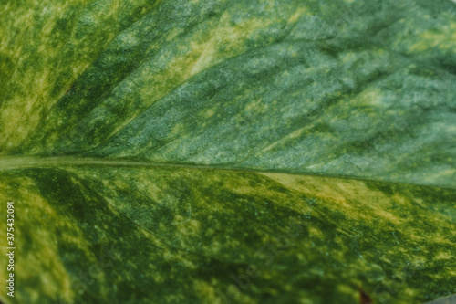 Background of Green leaf of money plant - macro shot, natural texture