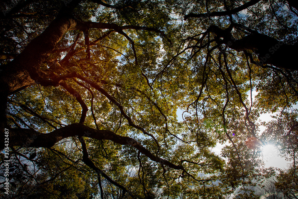 Fototapeta premium 陽に照らされる大きな木と枝