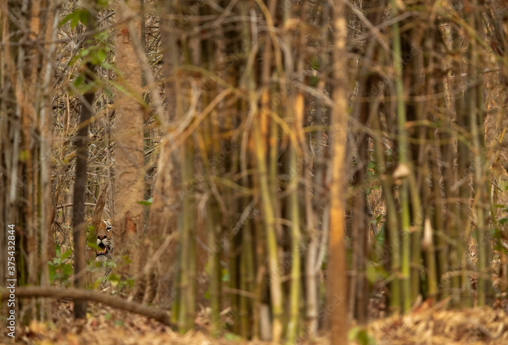 Tigress Lara cub looking from the bamboo forest, Tadoba Andhari Tiger Reserve, India Tigress Lara cub looking from the bamboo forest, Tadoba Andhari Tiger Reserve, India