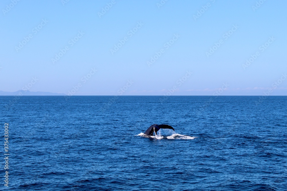 Obraz premium Sayulita Whale Watching