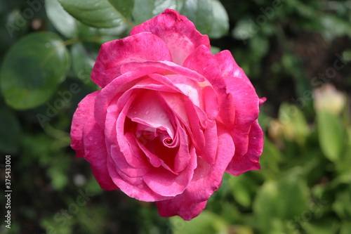 beautiful  rose in the garden