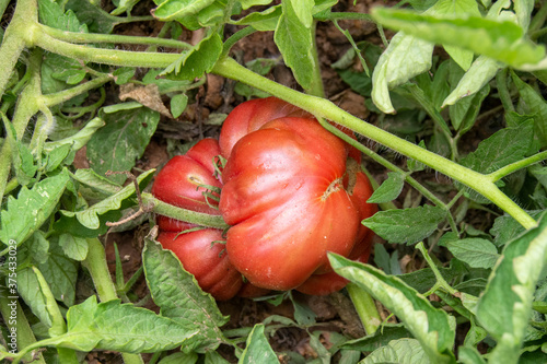 Tomates morunos photo