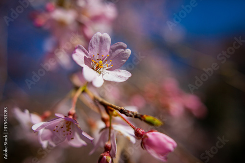 青空と桜 © Ryo Yamashita