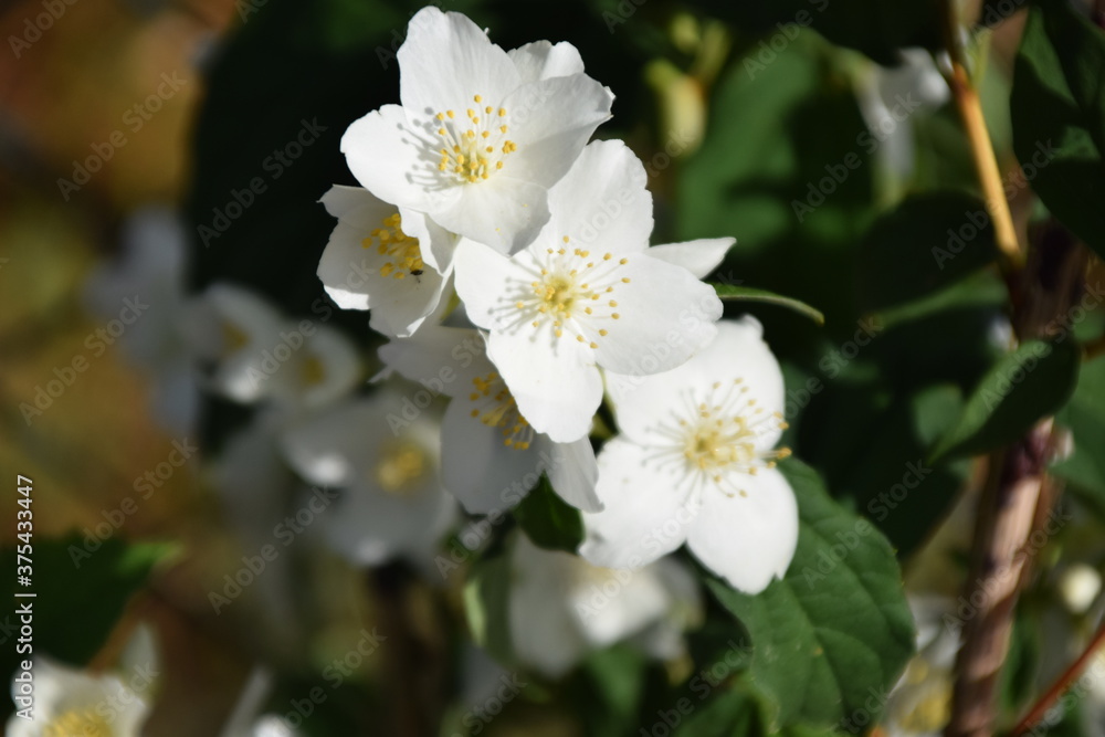 flor blanca en el jardín